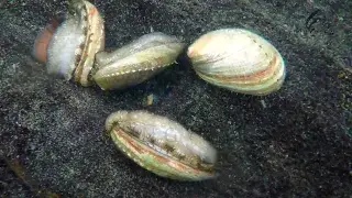 Present Production Org Phuket Group